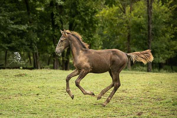 smokey-black-friesian-for-sale