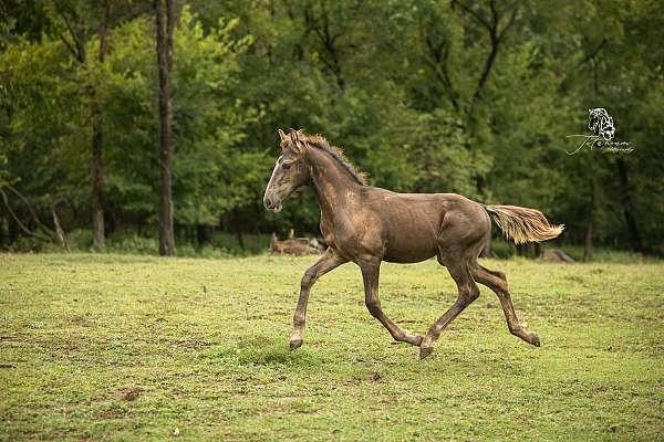 16-hand-friesian-horse