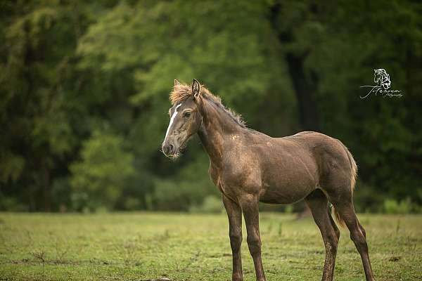 smokey-black-friesian-horse