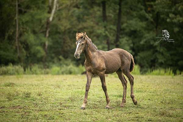 smokey-black-friesian