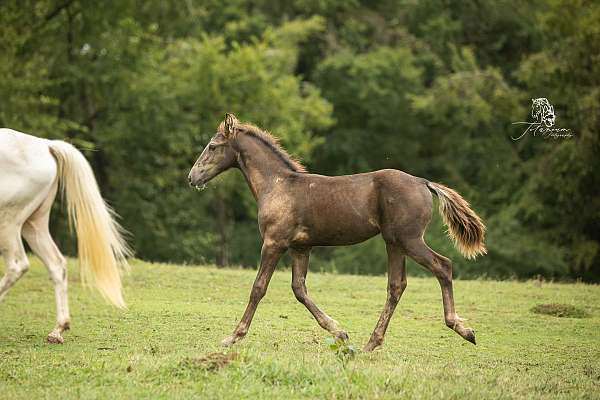 smokey-black-colt