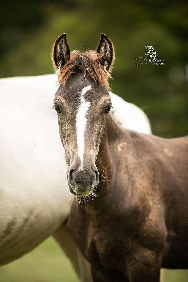 friesian-colt