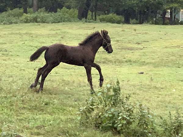 15-hand-friesian-colt