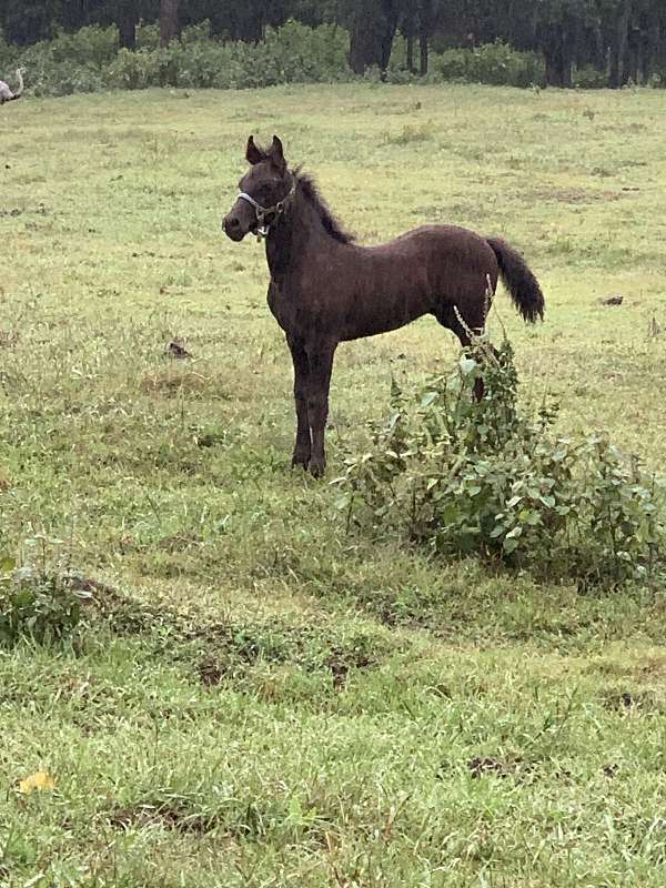 black-friesian-colt