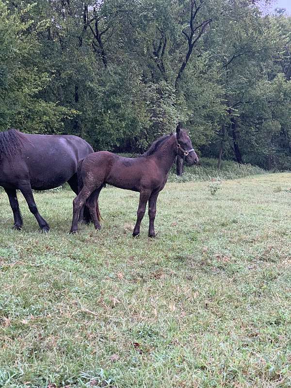 black-colt-for-sale