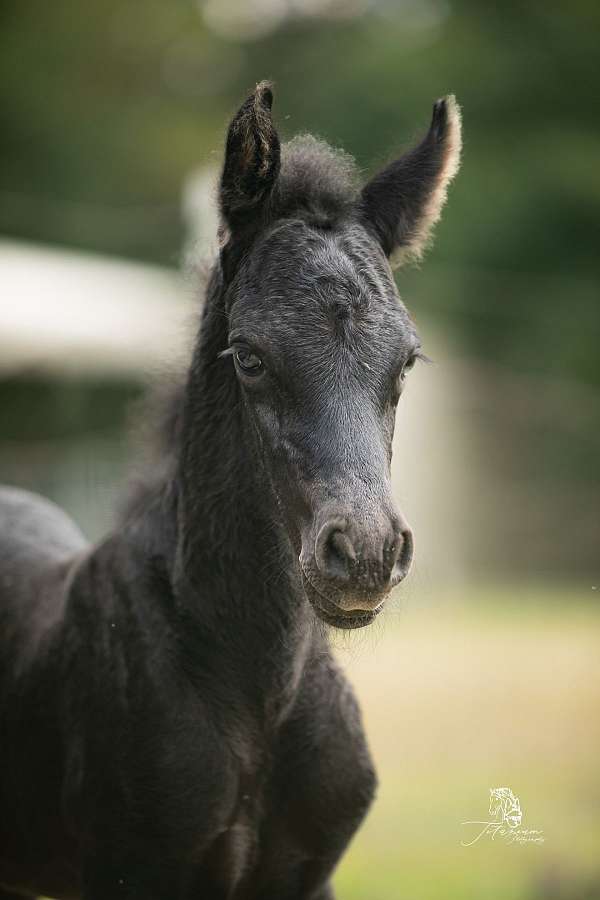 15-hand-friesian-pony