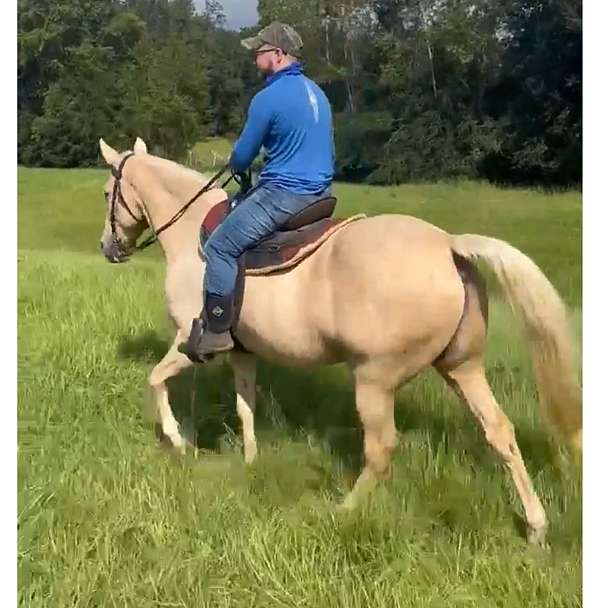 experienced-trail-palomino-pony