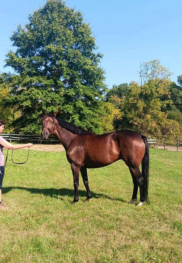 show-sport-mare-broodmare