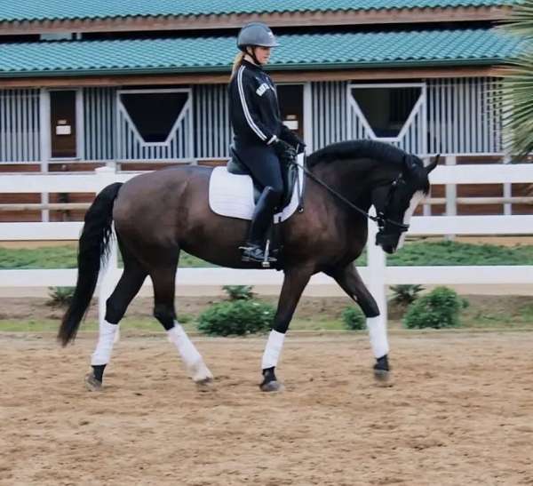 percheron-mare