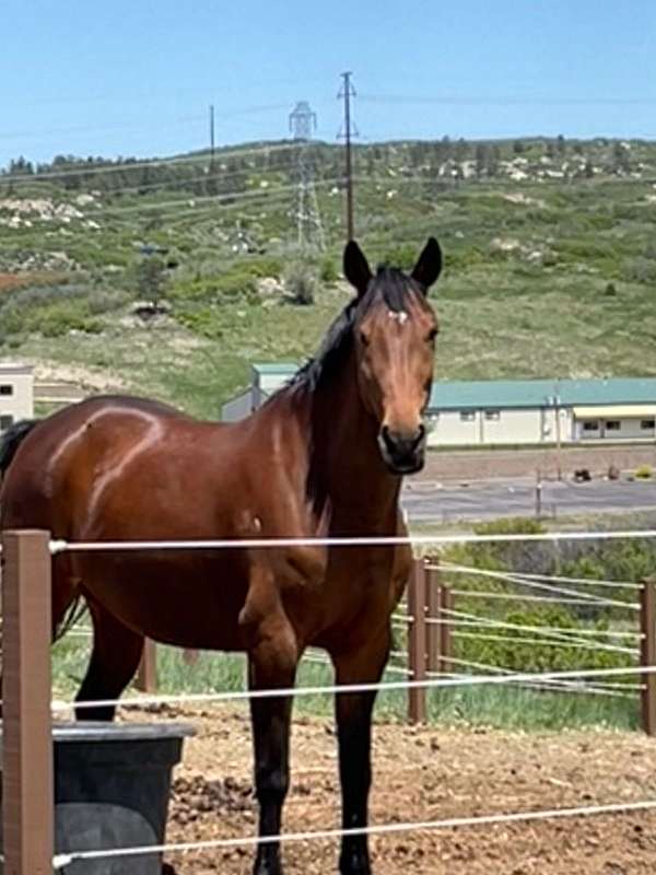 star-rh-white-coronet-heel-horse