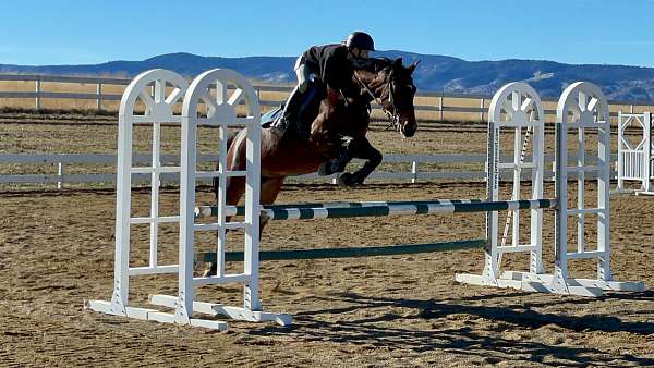 bay-star-rh-white-coronet-heel-horse