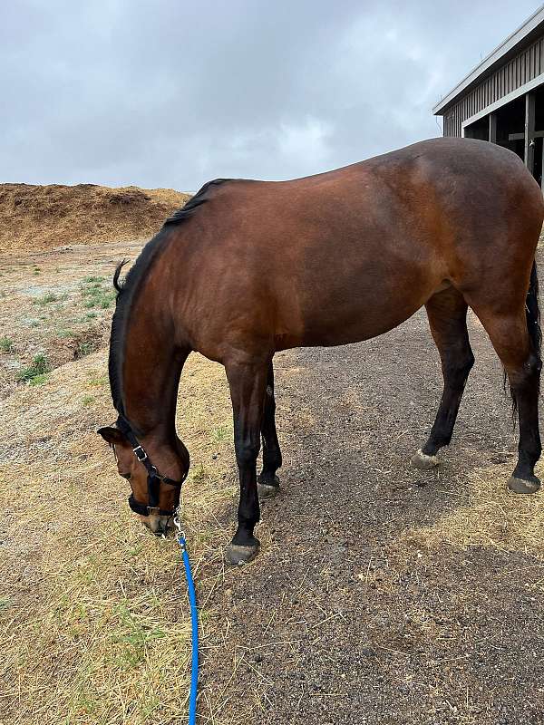 comfortable-warmblood-horse