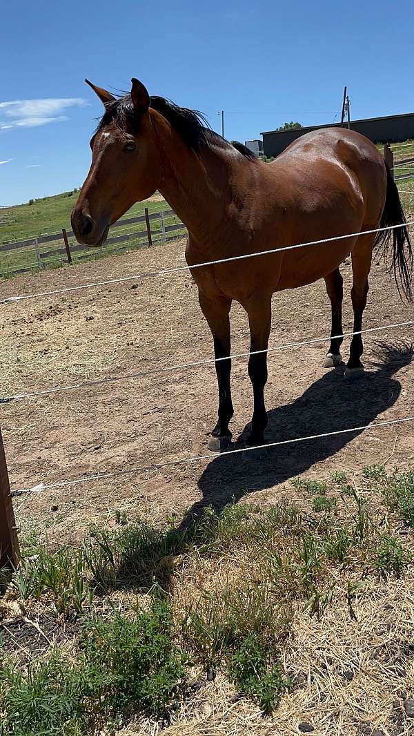 confident-warmblood-horse