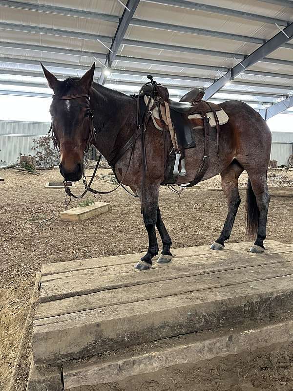 quarter-horse-mare