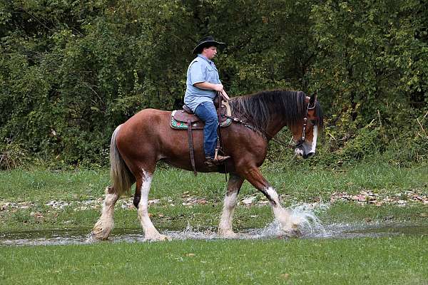 rodeo-queen-clydesdale-horse