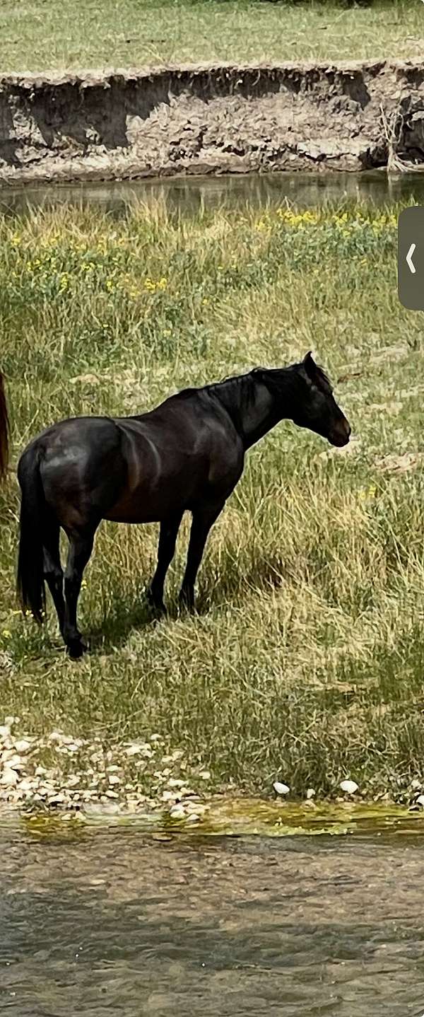 ridden-western-quarter-horse