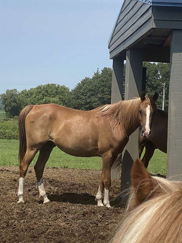 arabian-gelding