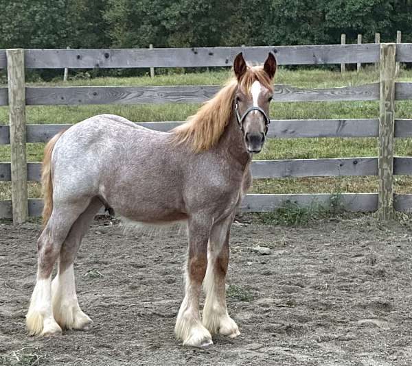 red-roan-blaze-four-white-socks-horse