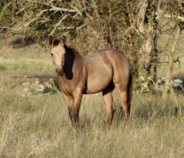 all-around-quarter-horse