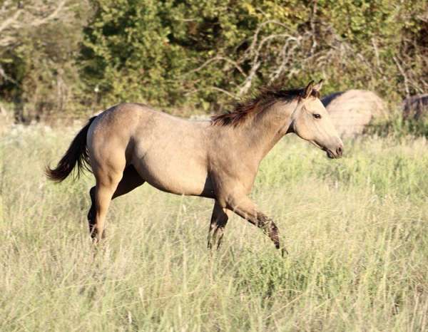 athletic-quarter-horse