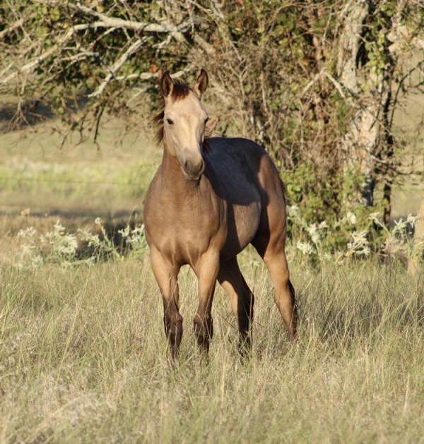 cowboy-mounted-shooting-quarter-horse