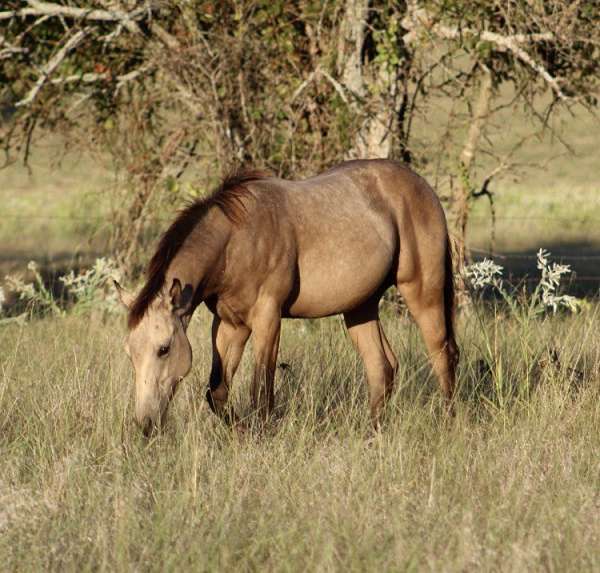 flashy-quarter-horse