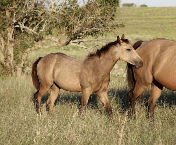 mounted-patrol-quarter-horse