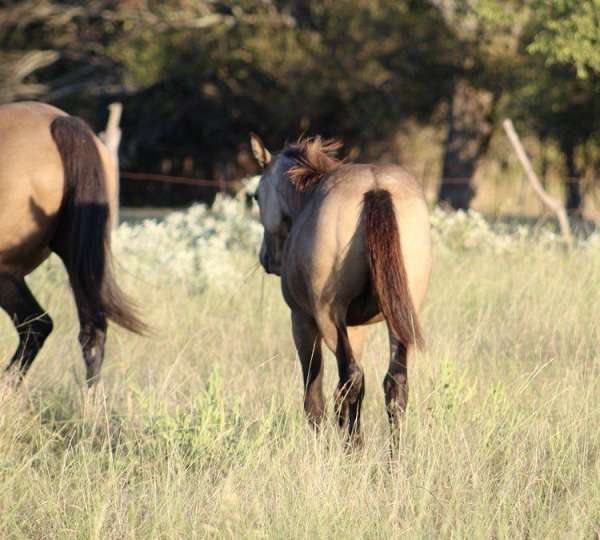 natural-horsemanship-training-quarter-horse