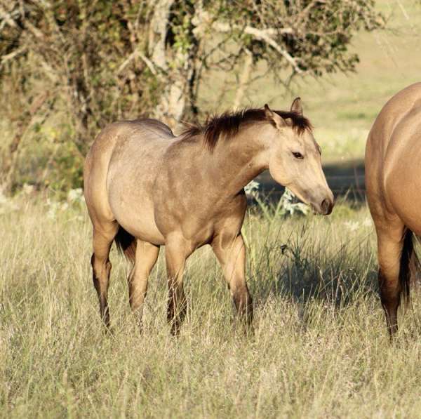 ranch-work-quarter-horse