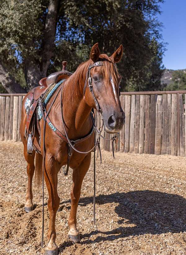 all-around-quarter-horse