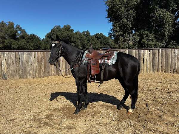 black-star-hind-left-sock-horse