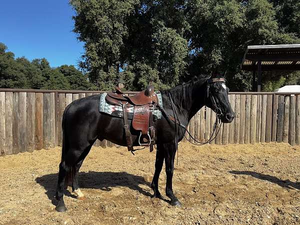 tacoma-quarter-horse