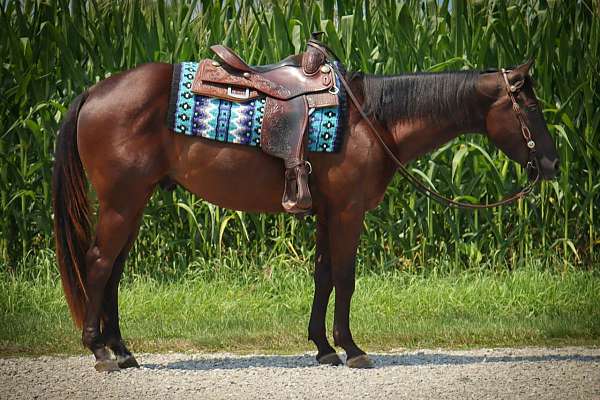 chestnut-aqha-gelding