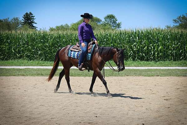 chestnut-aqha-horse