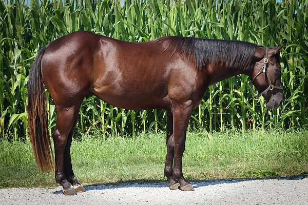 chestnut-quarter-horse-gelding