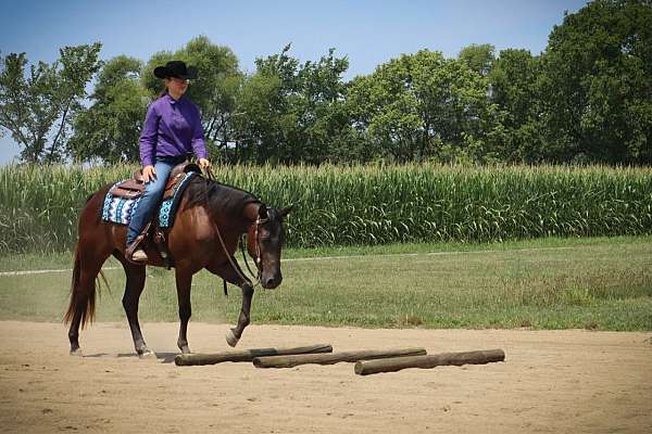 aqha-gelding