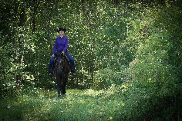 15-hand-quarter-horse-gelding