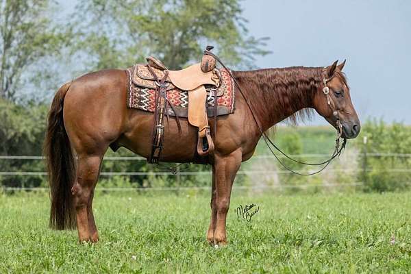 sorrel-aqha-nrha-gelding