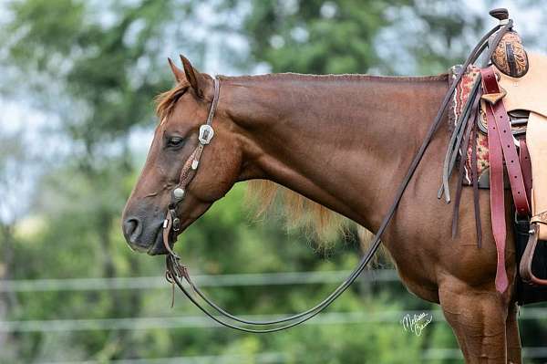 aqha-nrha-gelding