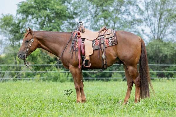 sorrel-aqha-nrha-horse