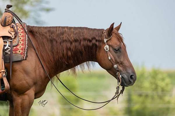 sorrel-quarter-horse-gelding