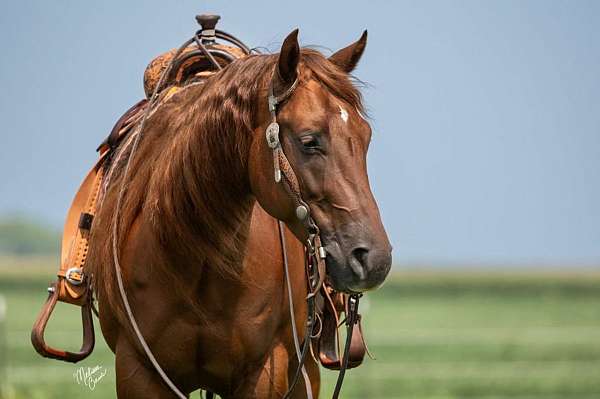 sorrel-aqha-horse