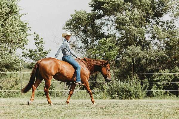 aqha-gelding