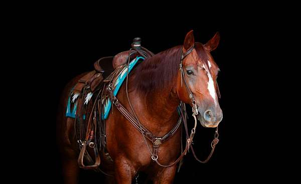 aqha-nrha-gelding-mare