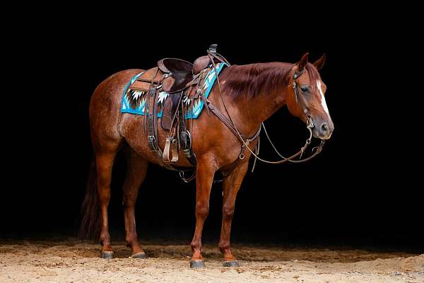 sorrel-aqha-nrha-gelding-mare