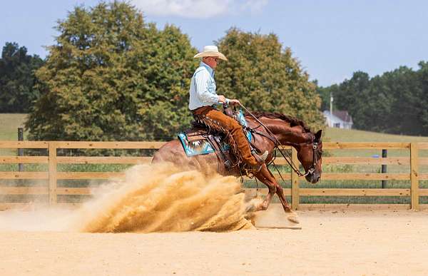 sorrel-quarter-horse-gelding