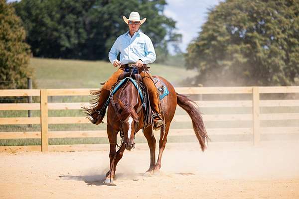 sorrel-aqha-gelding