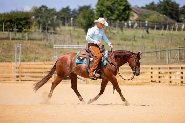 sorrel-aqha-horse