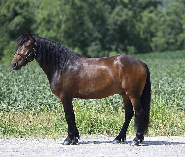 bay-quarter-horse-gelding-broodmare