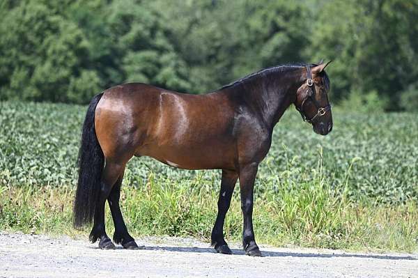 cross-trail-gelding-broodmare